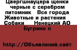 Цвергшнауцера щенки черные с серебром питомник - Все города Животные и растения » Собаки   . Ненецкий АО,Бугрино п.